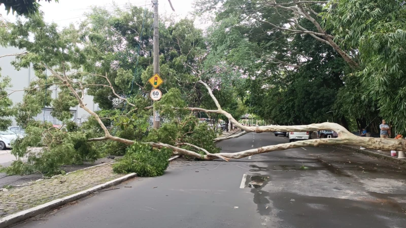 Árvore cai e provoca interdição parcial na Avenida Maranhão, em Teresina