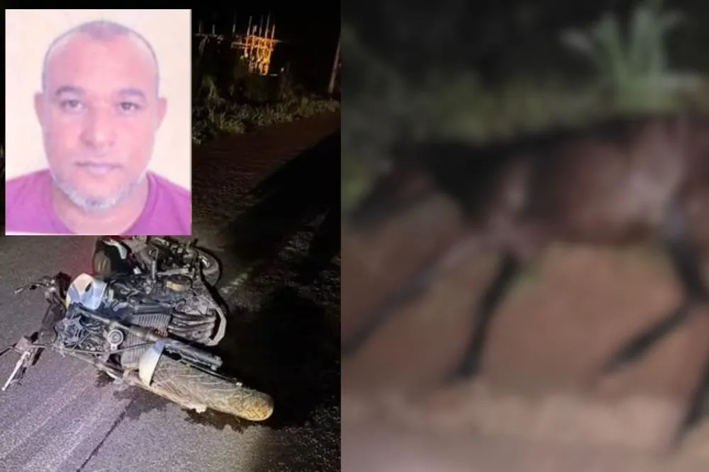 Motociclista morre após colidir com cavalo na PI-11