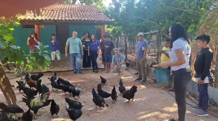 Governo do Piauí declara estado de emergência zoossanitária para prevenção da influenza aviária H5N1