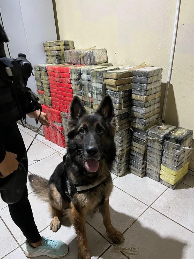 Mais de 600 kg de drogas são apreendidos em Picos, no Sul do Piauí