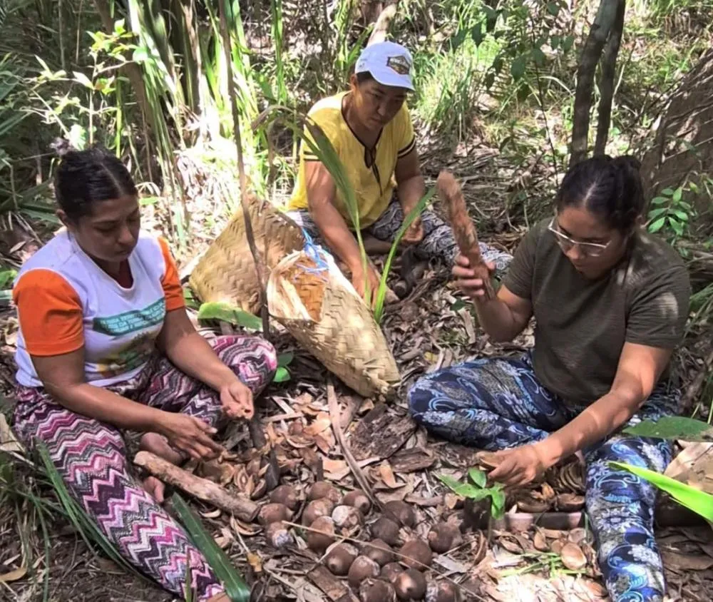 No Piauí, quebradeiras vão criar primeira fábrica de sabonetes artesanais feitos com óleo de coco babaçu