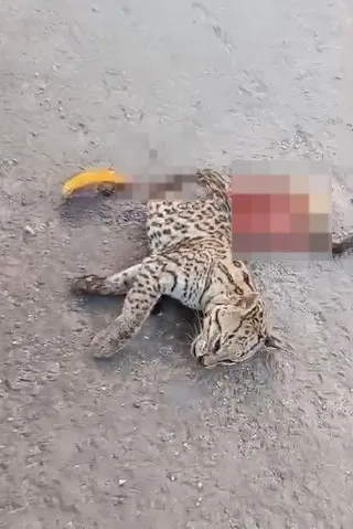 Felino silvestre é atropelado no trecho urbano da BR-343 em Teresina
