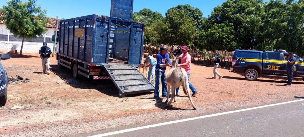 MPPI acompanha Operação Porteira Fechada nos municípios de Simplício Mendes e no Vale do Canindé