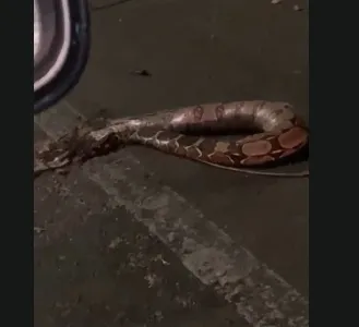 Cobra de grande porte é atropelada próximo a motel na zona Sul de Teresina