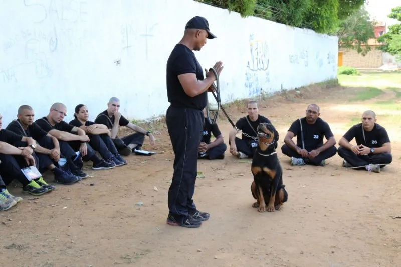 PM-PI abre inscrições para treinamento para atuação com cães policiais