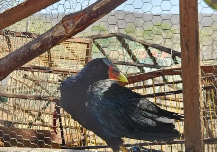 Polícia apreende 15 aves silvestres criadas ilegalmente em Pio IX