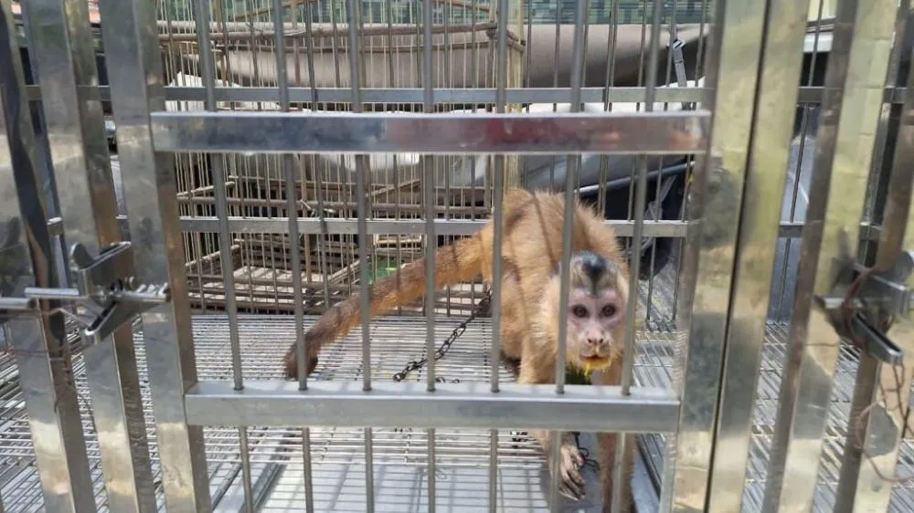 Polícia Militar resgata animais silvestres mantidos em cativeiro em Parnaíba