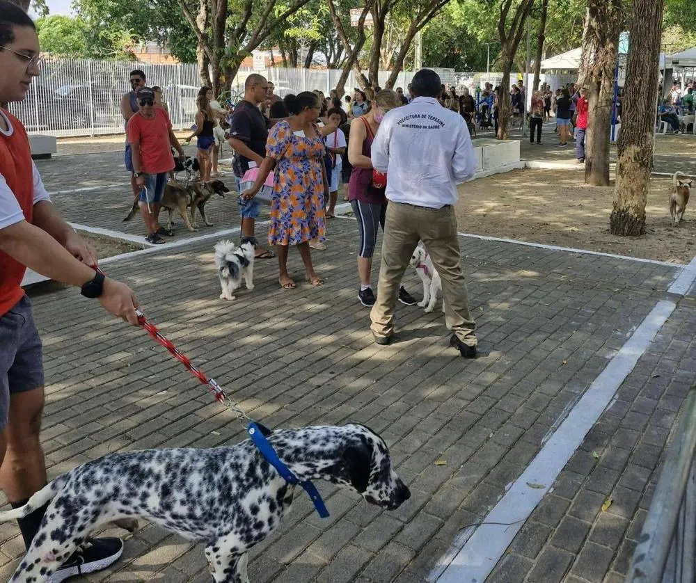 FMS vacina mais de 500 cães e gatos durante evento no Mocambinho