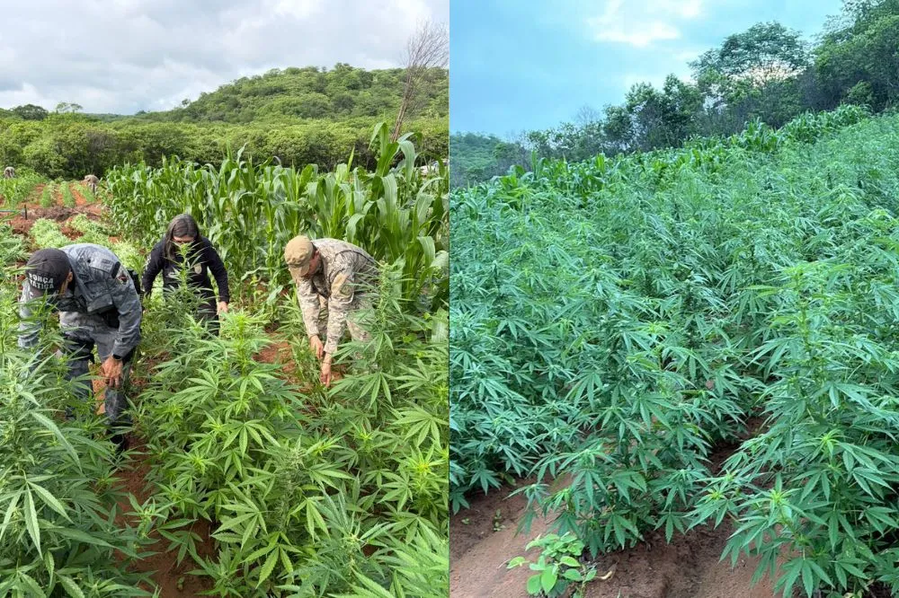 Polícia Civil localiza plantação com 115 mil pés de maconha em Vera Mendes